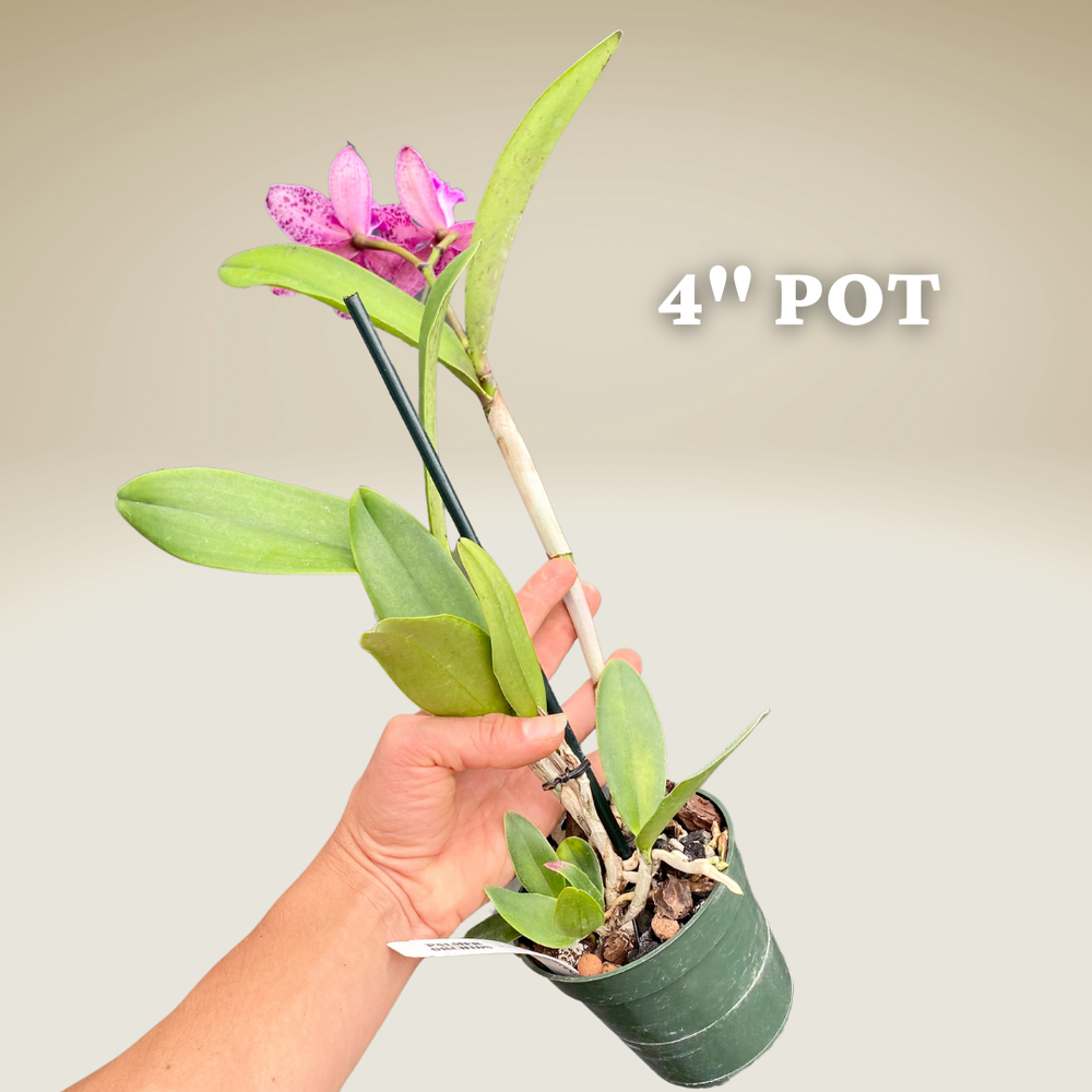 Cattleya Benin (C. Summer Spot x C. Lulu) — Palmer Orchids